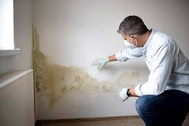 Best Mold Damage Restoration  in Morehead City, NC